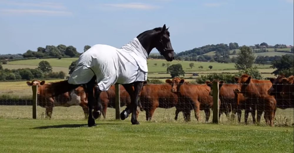 Un caballo se pavonea ante sus curiosas vecinas y las sorprende con el espectáculo de su vida