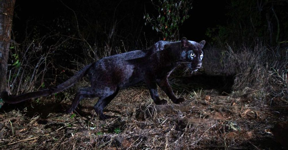 Un leopardo negro africano en estado salvaje es fotografiado por primera vez en más de 100 años