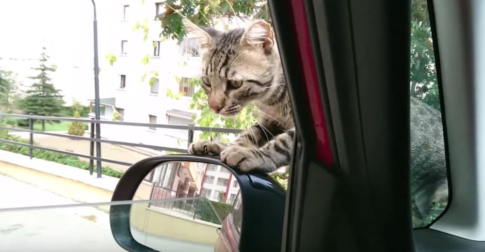 Este gatito se subió a un auto y no se bajaría hasta tener un hogar