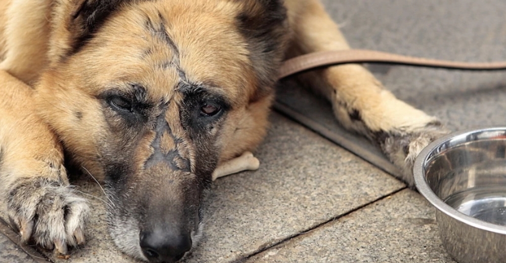 Un nuevo proyecto de ley quiere que la crueldad animal sea castigada con prisión en todo el país