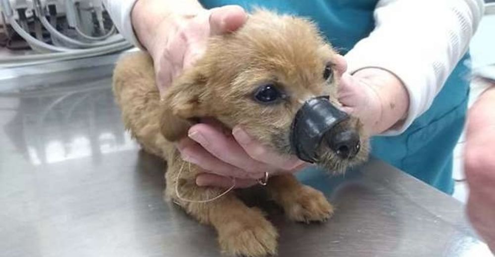 Cachorrito rescatado con el hocico sellado con cinta agradece al hombre que lo salvó