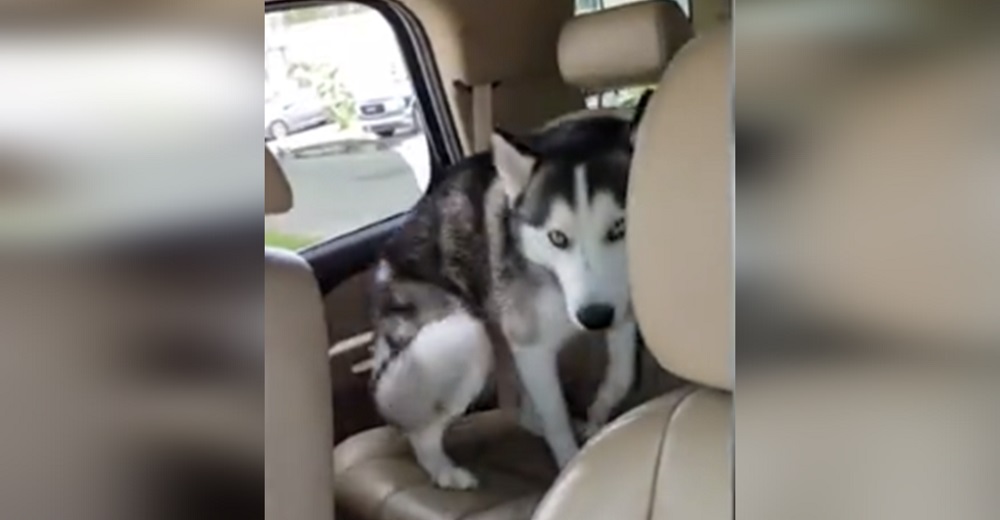 Husky se niega a bajarse del auto y su método para huir de su dueña divierte a miles de personas