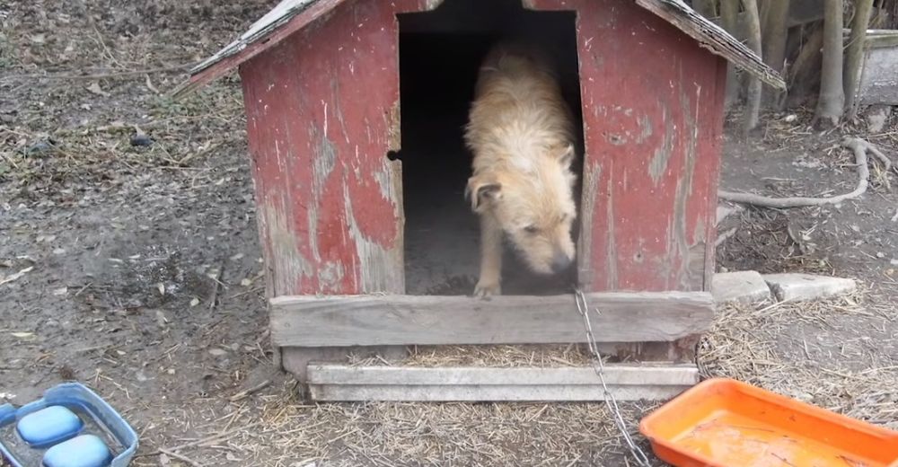 El perrito que sólo conocía la palabra “no” por fin aprendió lo que es la felicidad verdadera