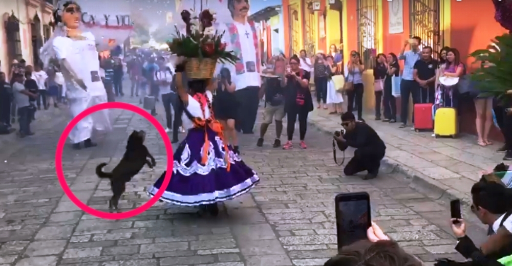 Adorable perrito callejero llega a un desfile y decide unirse a la diversión