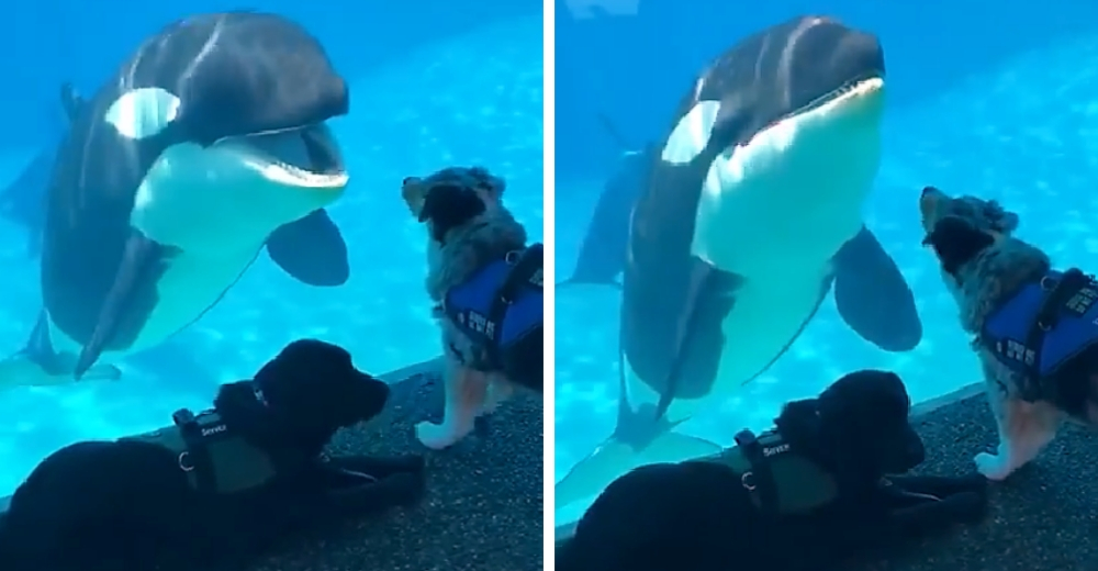 Una orca que siempre ha vivido en cautiverio se enamora de un perro de servicio en un acuario