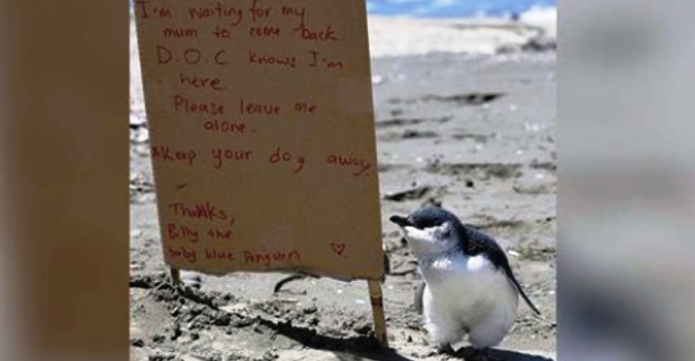 Ve a un bebé pingüino en la playa y un adorable aviso revela el por qué de su triste soledad