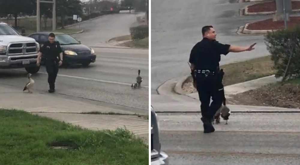 El acto heroico de un policía con unos indefensos patos conmueve a miles de personas