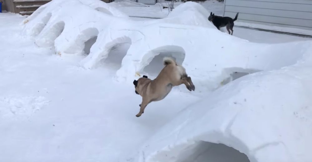 Construye ingeniosos túneles en su patio para que sus perros no se aburran durante el invierno