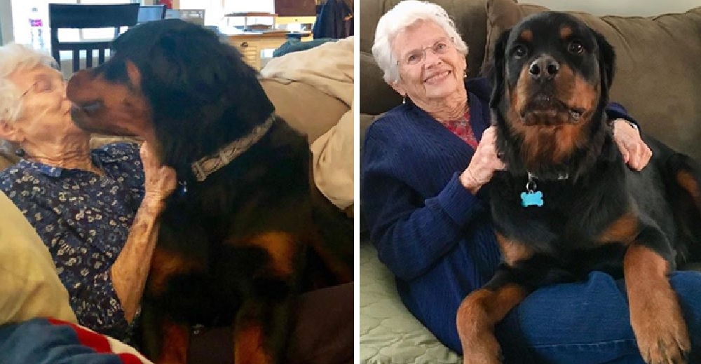 Una abuela sólo quería tener perros pequeños, pero un enorme rottweiler se robó su corazón