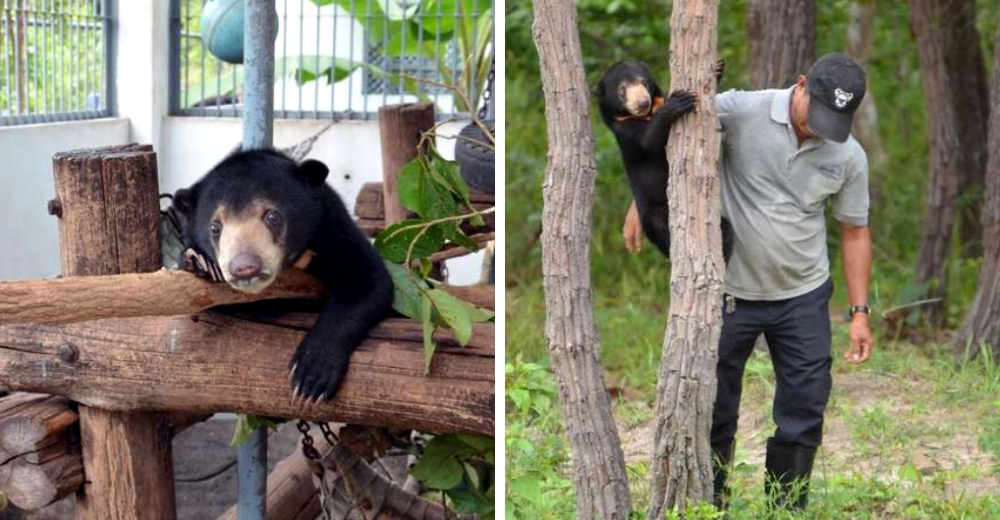 Una pequeña osita rescatada aprende a vivir en la naturaleza al lado de su padre humano