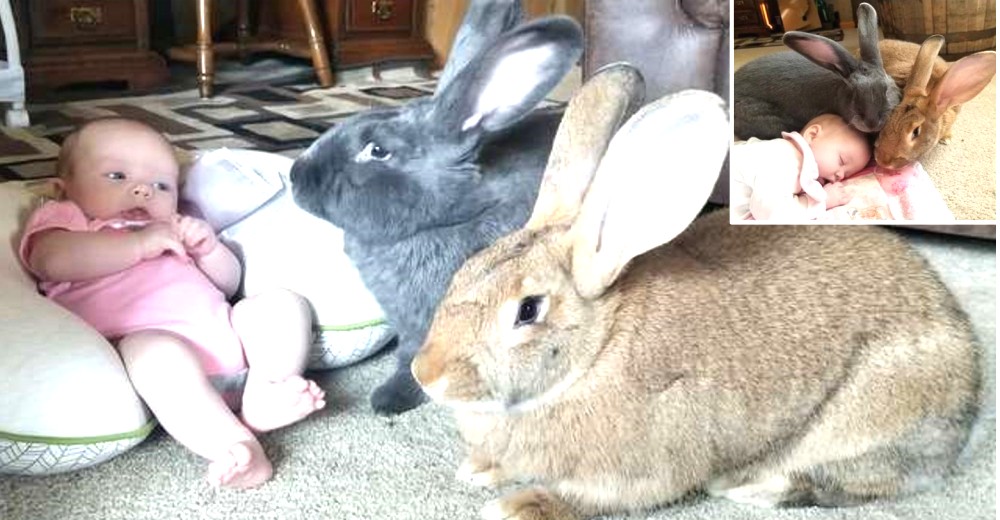 Pareja de conejos gigantes deciden que deben hacerse cargo de su nueva hermanita bebé