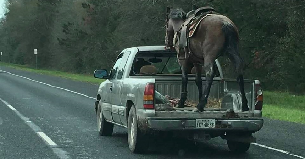 Transporta un caballo en su camioneta sin ninguna seguridad, su justificación indigna en la red