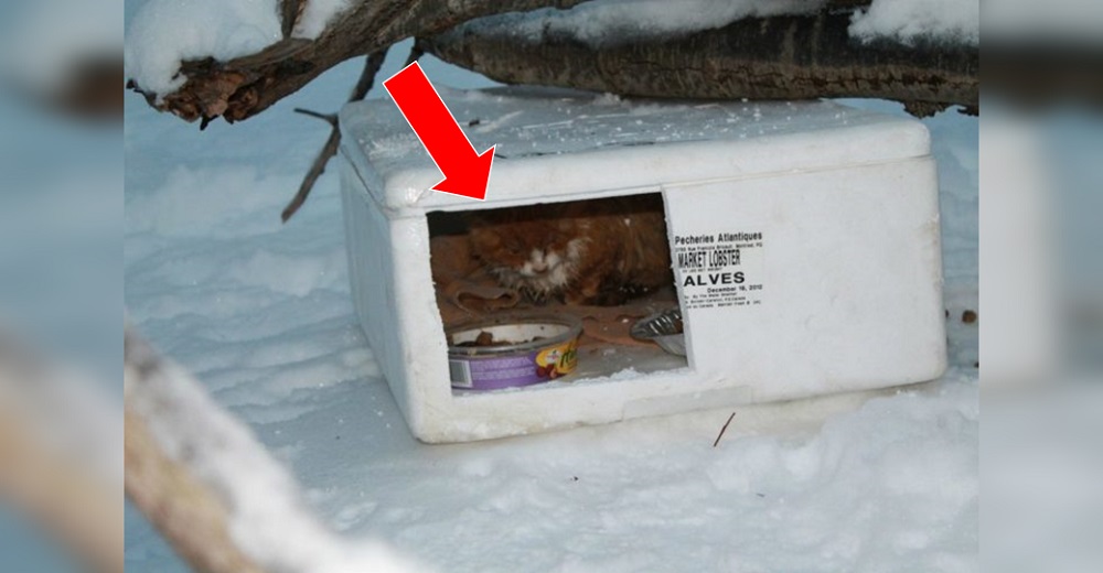 Hallan una caja escondida a propósito en medio de la nada a -38 grados, con un gatito adentro