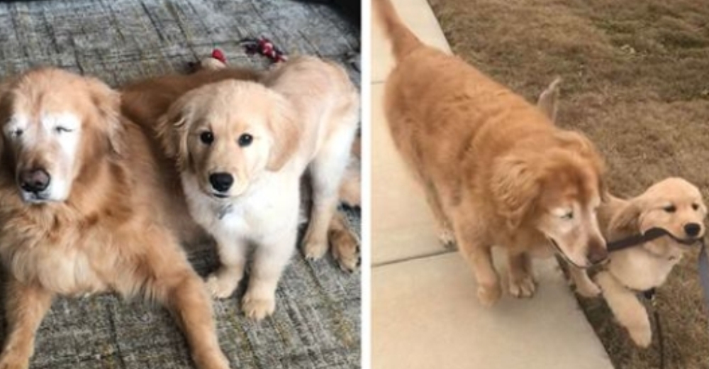 Un perrito anciano perdió la vista pero no la alegría de vivir gracias a su propio «perro guía»