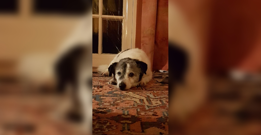 Perrito de 14 años de edad busca un hogar en el que pueda tomar siestas de 9 horas como mínimo