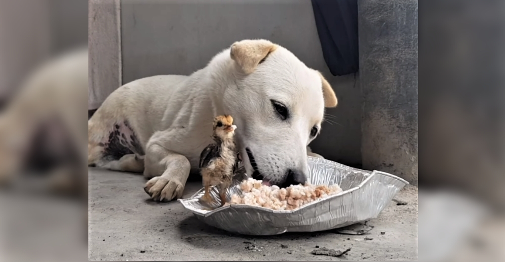 Un hambriento perrito es invadido por un pollito y decide que ambos pueden comer del mismo plato