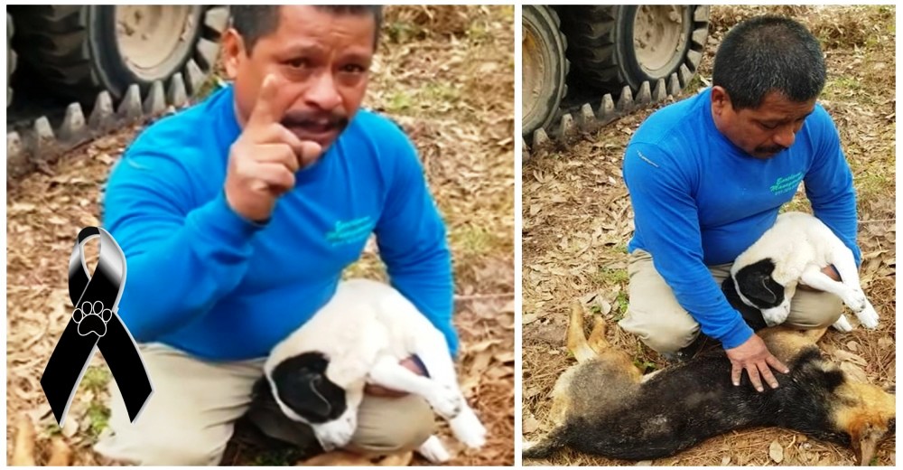 Un hombre manda un contundente mensaje después de que alguien envenenara a sus cachorros