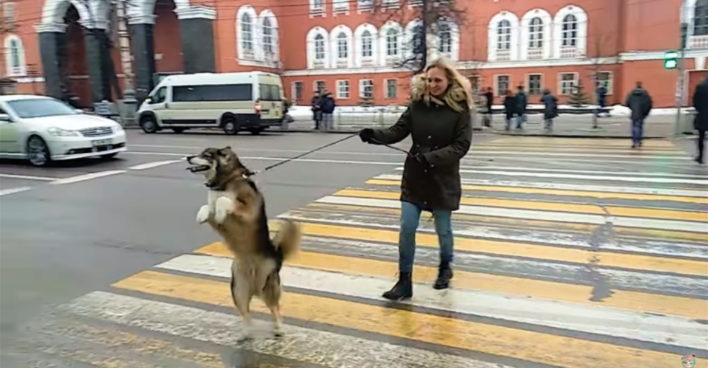 Un perrito conmueve al mundo con su singular forma de cruzar la calle