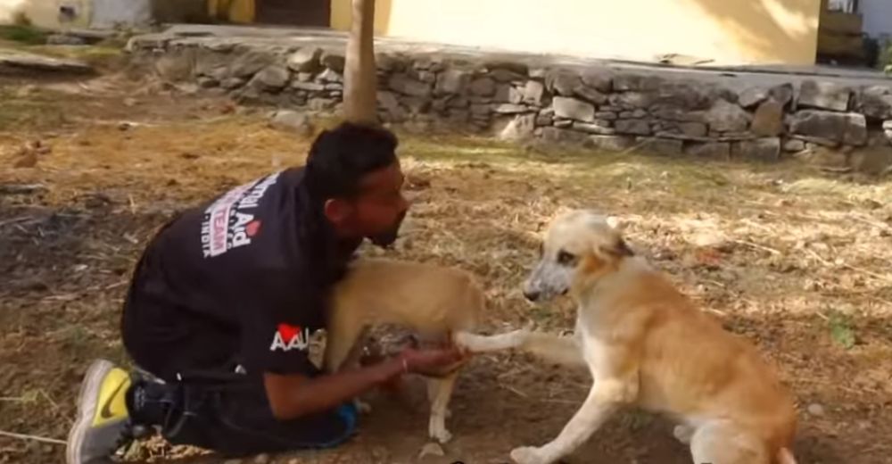 Esta madre les agradeció a los rescatistas por salvar a su cachorro que todos pensaban moriría