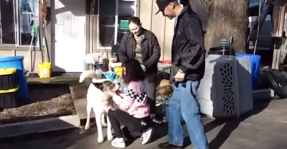 Un perrito perdido en un gran incendio forestal se reúne con su familia 101 días después