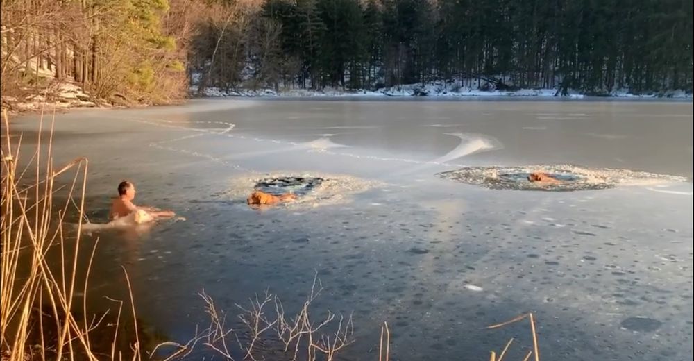 Se lanza al lago congelado para salvar a dos cachorros y su perrita no dudó en saltar con él