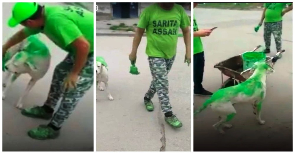 Pintan de verde un perro para una campaña electoral y las redes piden justicia