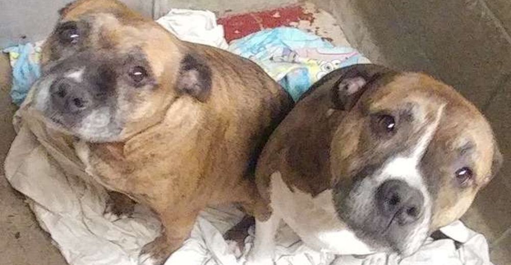 Esta mamá pitbull y su cachorro llevan dos años esperando por un hogar que los acoja a ambos