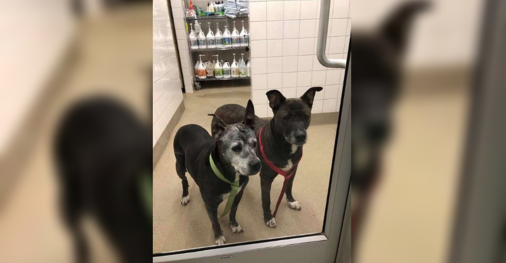 Hallan a dos perritos ancianos solos y afligidos dentro del baño de una tienda