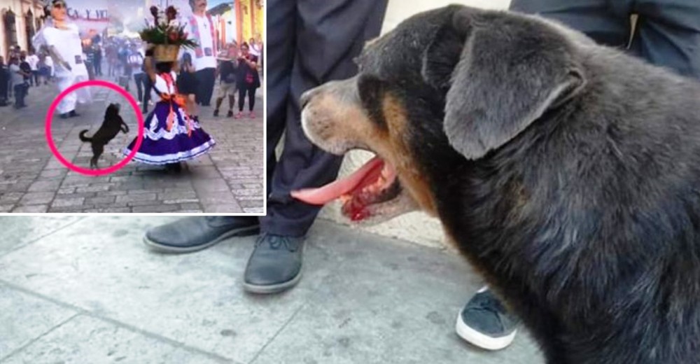 Denuncian que le pegaron a Mazapán, el famoso perrito que se unió a la diversión en un desfile