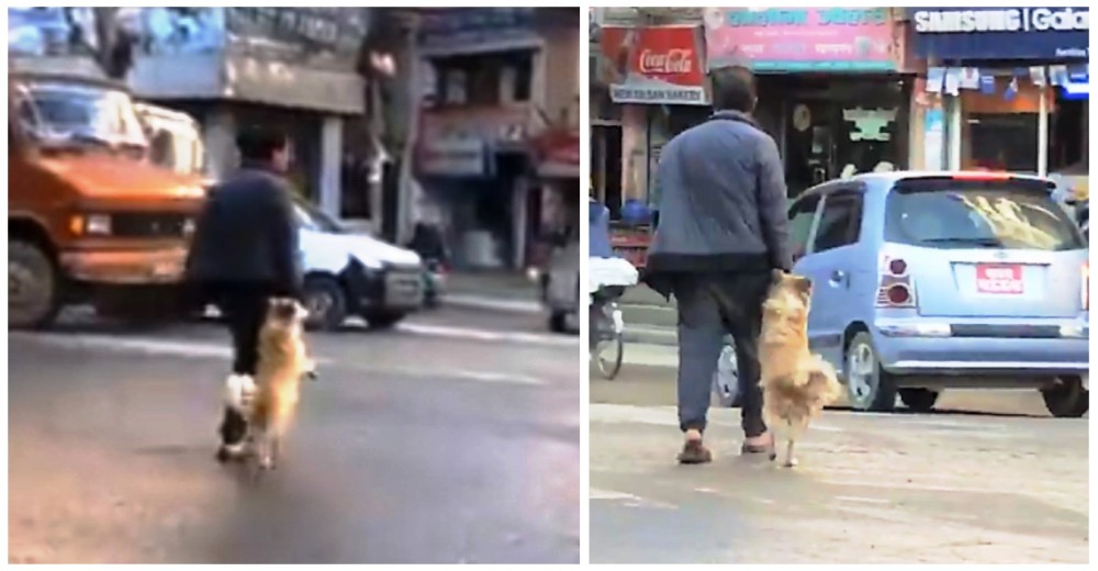 Un perrito toma de la mano a su humano para cruzar la calle de forma segura