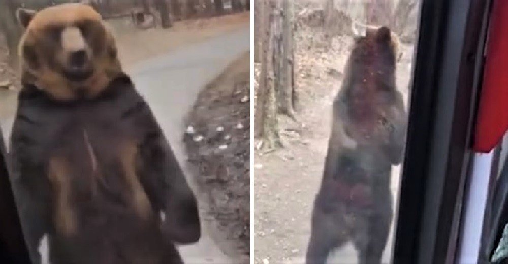 Un oso marrón es forzado a levantarse en sus patas traseras para saludar y entretener a turistas