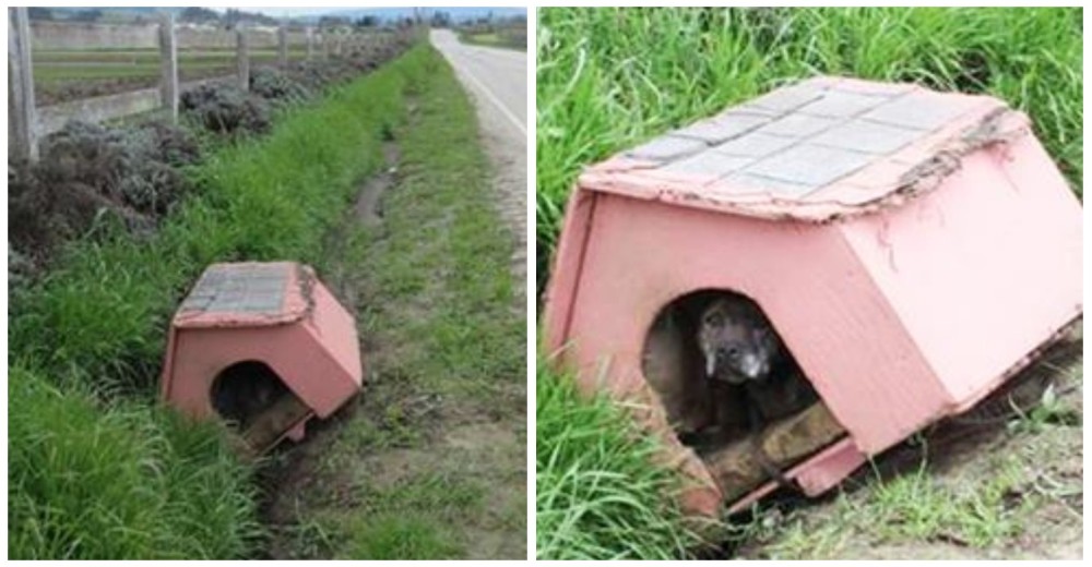 Era imposible pasar por alto la caseta en medio camino, una nerviosa perrita esperaba por ayuda