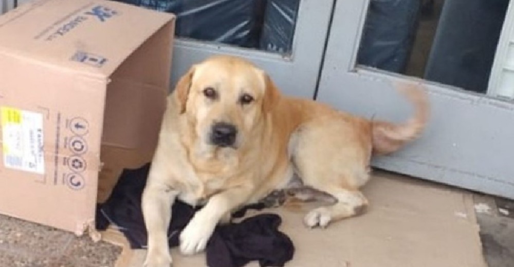 Fiel labrador espera a su dueño afuera del hospital durante una semana sin saber que ya falleció