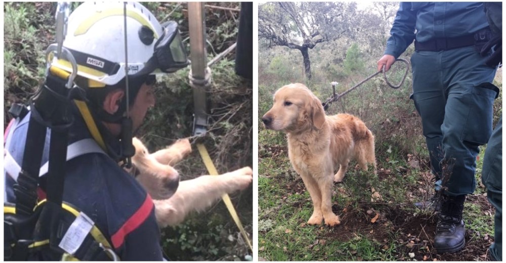 Tras 2 meses desaparecido rescatan a un perro que cayó en un pozo de 15 metros de profundidad