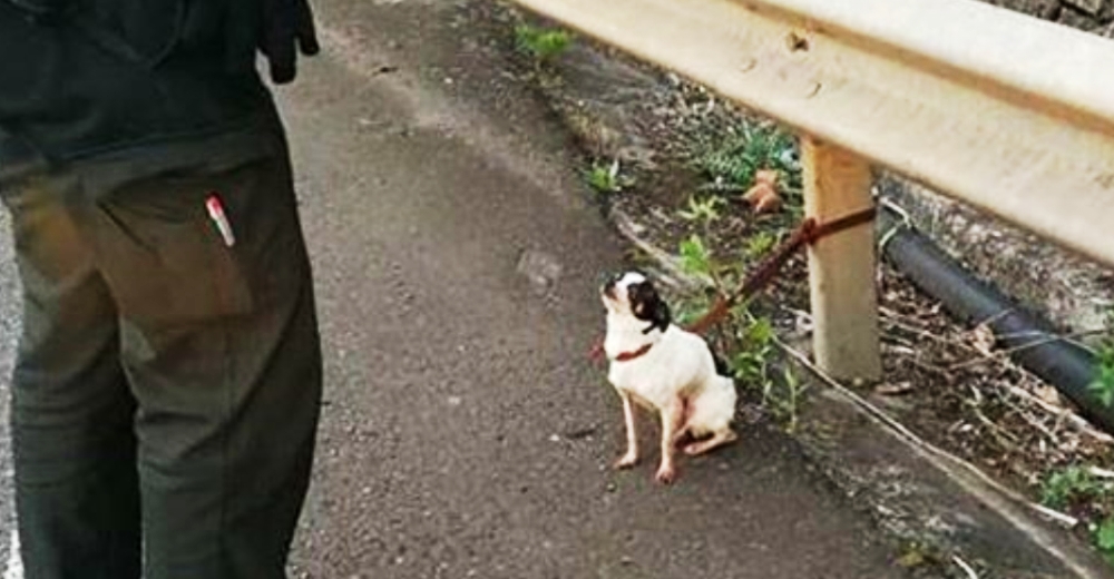 Un ciudadano avisa de la presencia de un perrito atado en una estrecha carretera