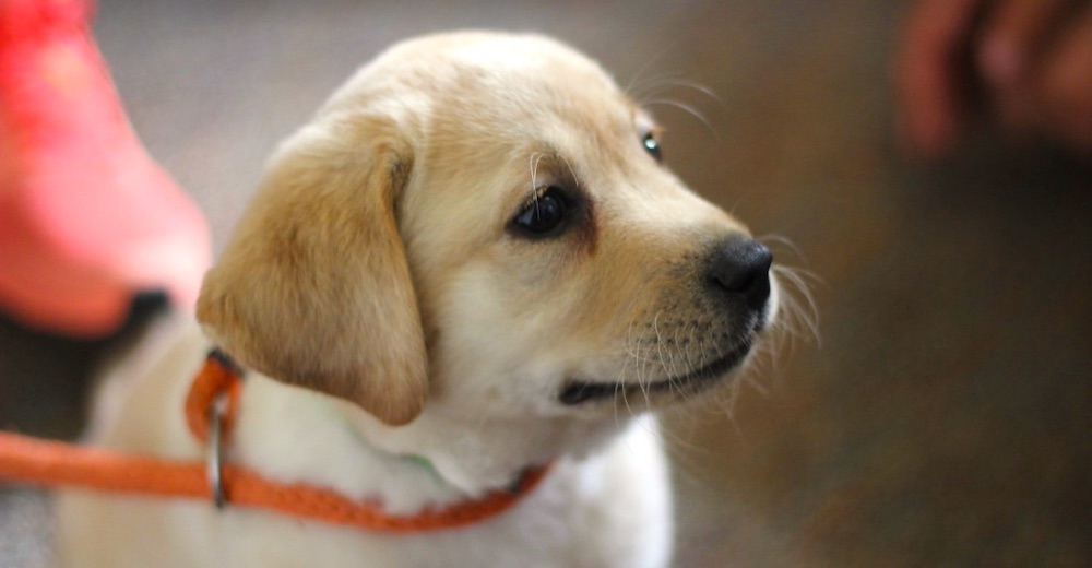 Un perro en la oficina no solo reduce el estrés, también puede aumentar la productividad