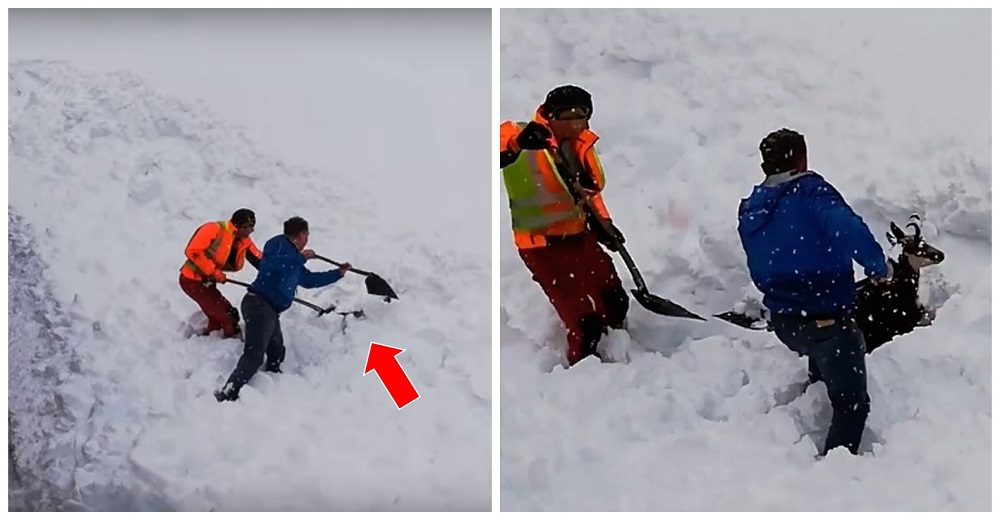 Dos trabajadores saltan del tren para salvar a una cabra sepultada en la nieve