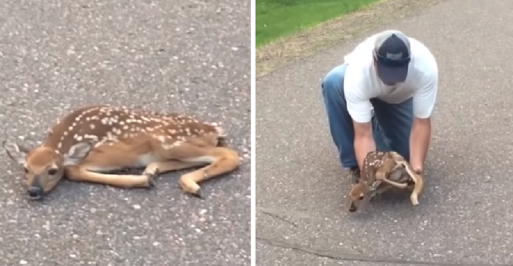 Salvan a un pequeño ciervo que estaba en una posición muy extraña en medio de la carretera