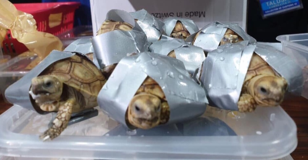 Hallan a más de 1.500 tortugas envueltas en cinta adhesiva hacinadas dentro de varias maletas