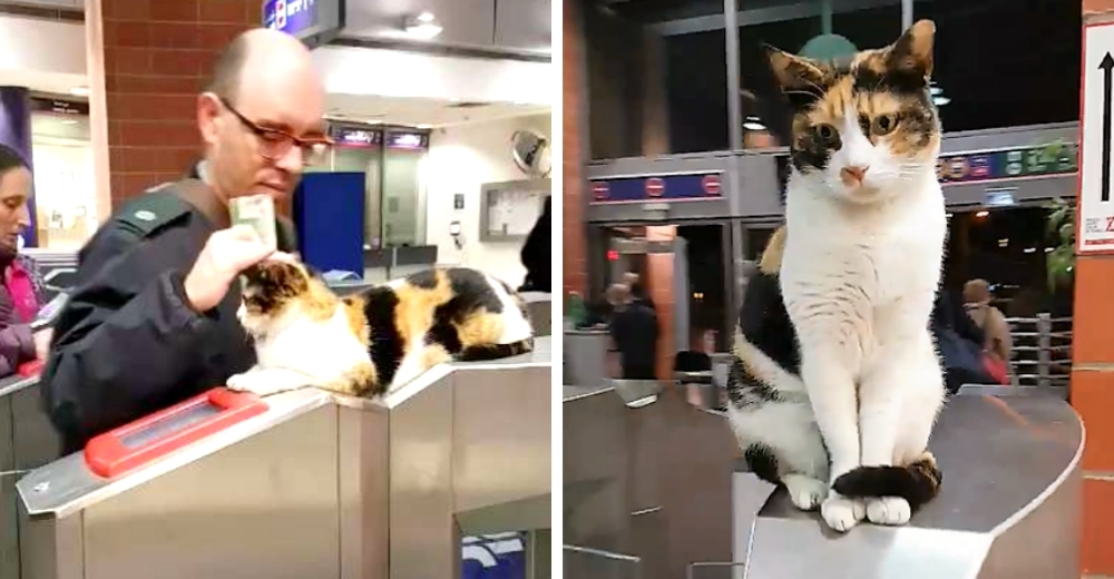 Una amistosa gatita saluda a los viajeros que usan la estación de tren cada día