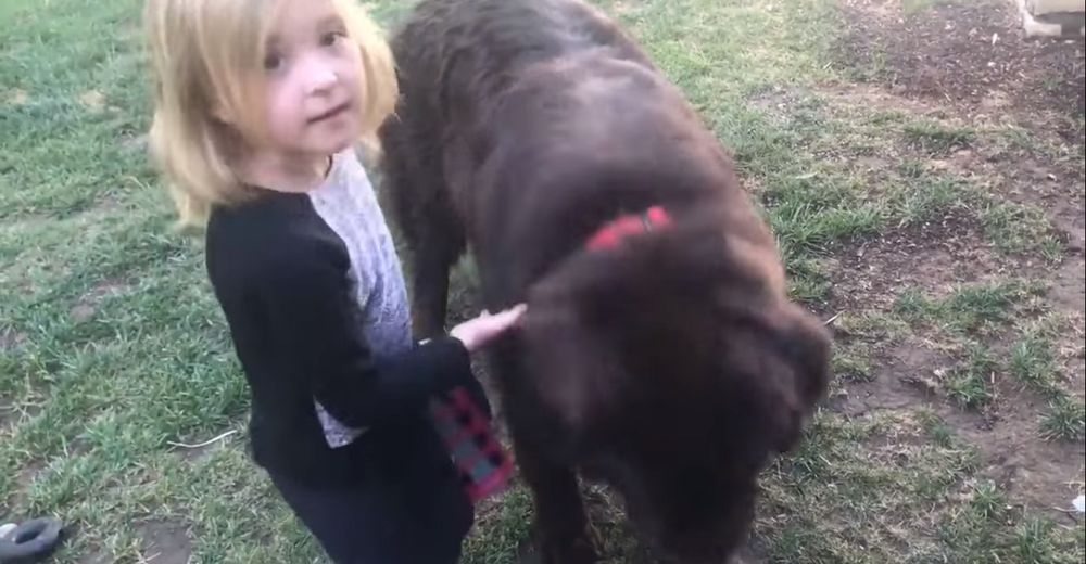 A esta niña se le ocurren las mejores excusas para defender a su gigantesco y travieso perro