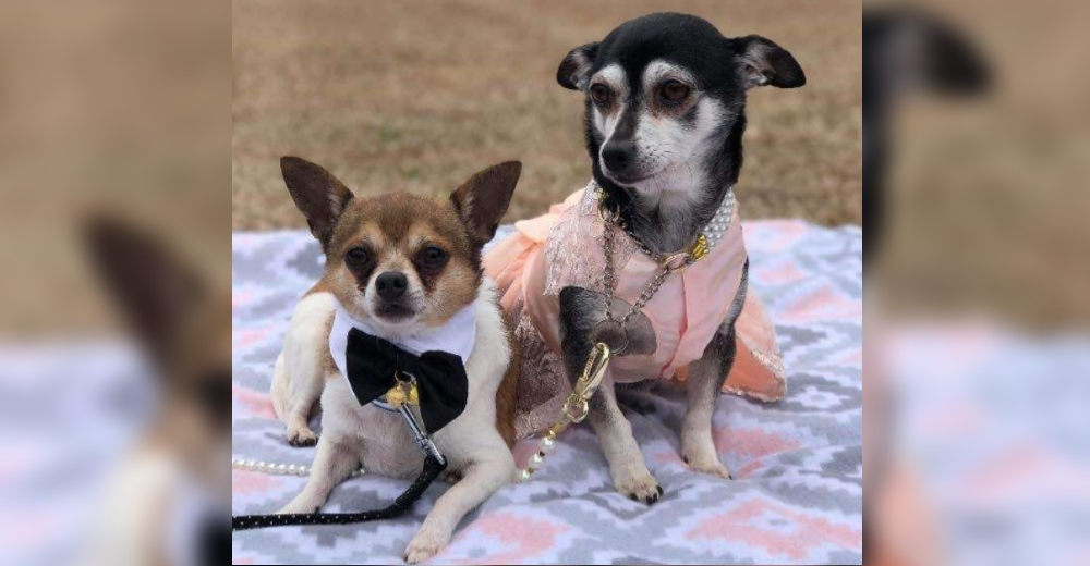 Pareja de perritos ancianos recién casados buscan un hogar donde puedan estar juntos por siempre