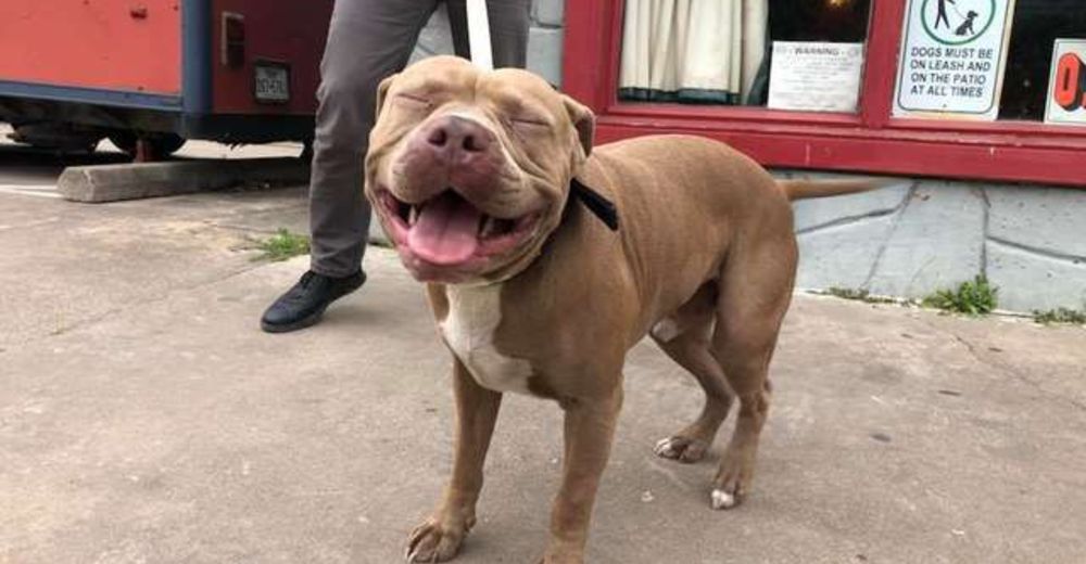 Un sonriente pitbull se pierde de su familia y se cuela en una sesión de fotos para perros