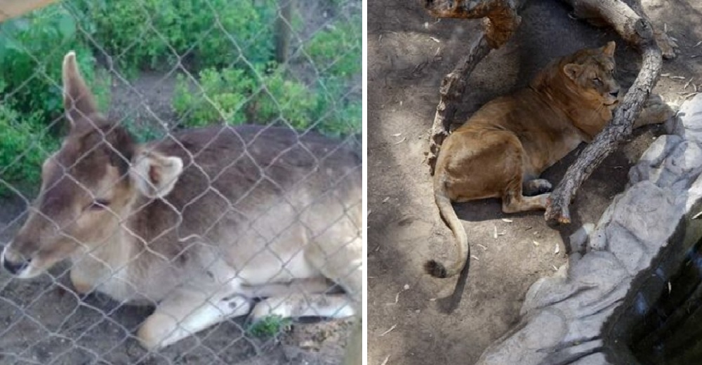 Revelan el terrible estado de varios animales abandonados en un zoológico que cerró sus puertas