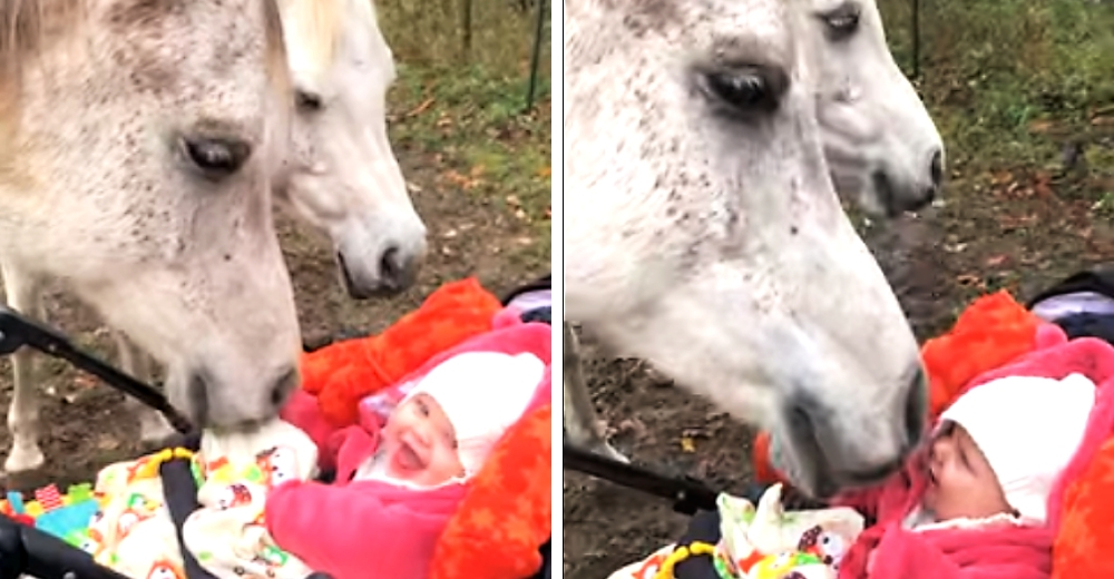 Graban la reacción de un caballo tras acercarse al rostro de una bebé