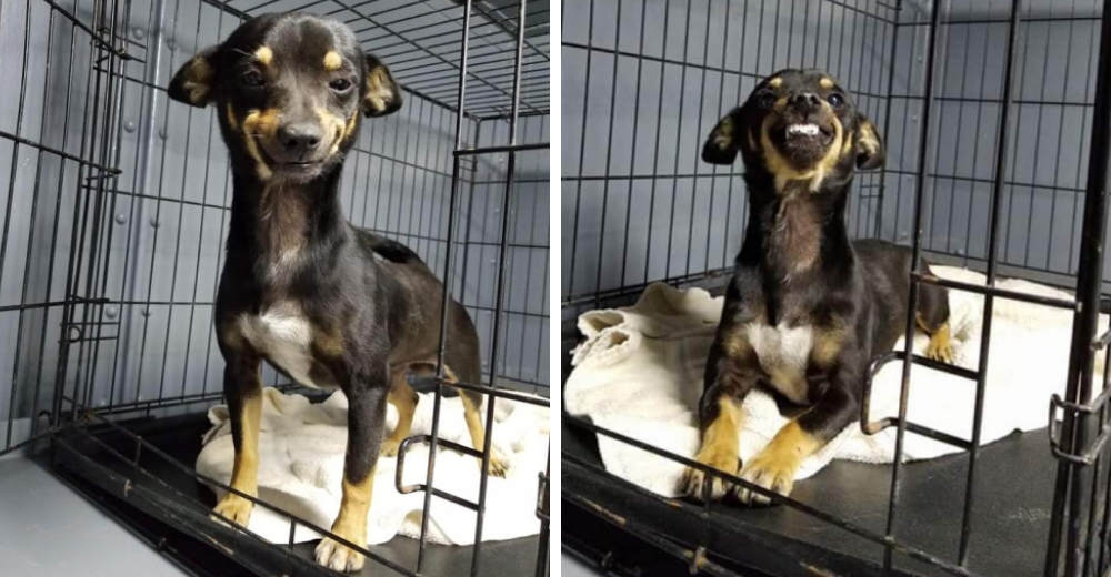 Un perrito rescatado encuentra un amoroso hogar gracias a su increíble forma de sonreír