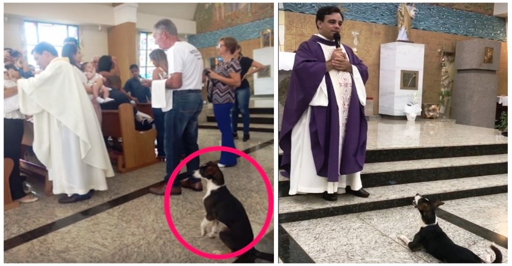 Un perrito asiste a misa todos los días–Llega la hora del sermón y conmueve a todos con su gesto