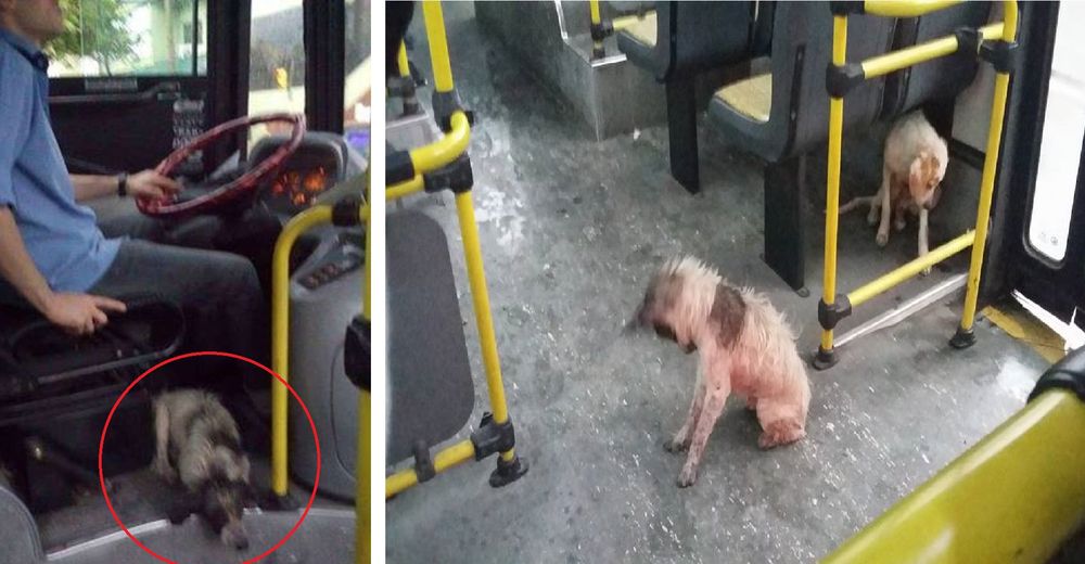 Este conductor de autobús se detuvo para dejar entrar a dos perritos sin hogar durante a lluvia