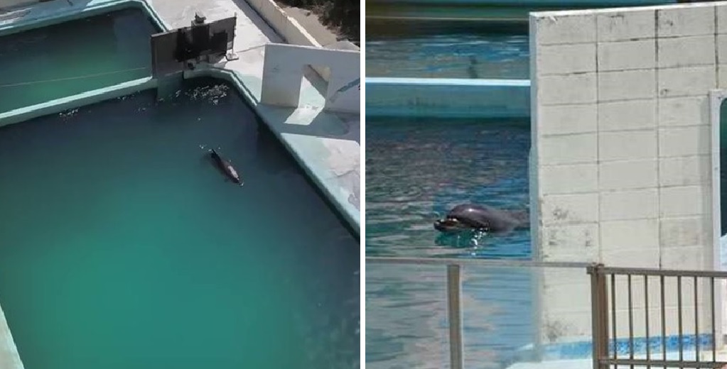 Cierran las puertas de un parque acuático, pero dejan a un delfín abandonado en una piscina