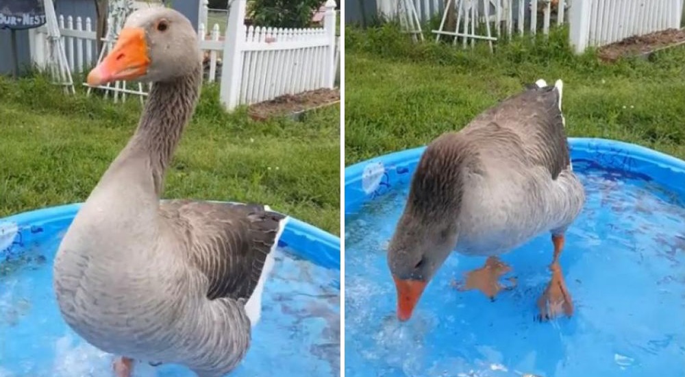 Dooby, el ganso que “baila” de la emoción por el amor que le profesa su dueña